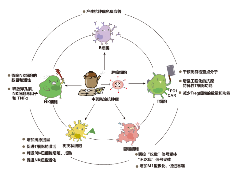 中藥通過免疫調節防治的主要疾病類型