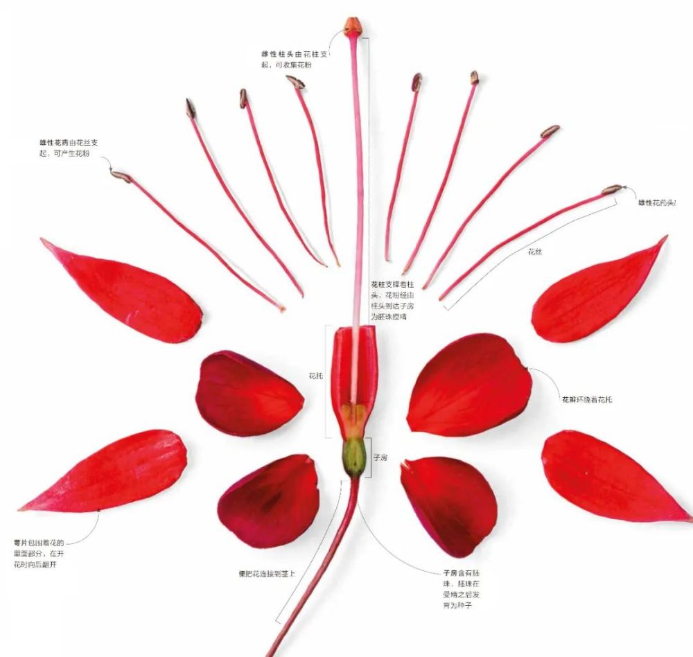 赏点啥呢颐和园的桃花也已到了最佳观赏期北京玉渊潭的樱花节已经开幕