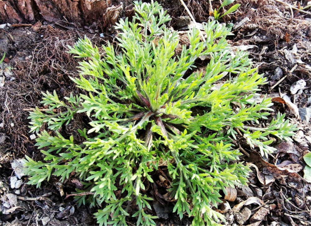 民间百岁老人说:"三月茵陈四月蒿,五月六月砍柴烧",指的是啥