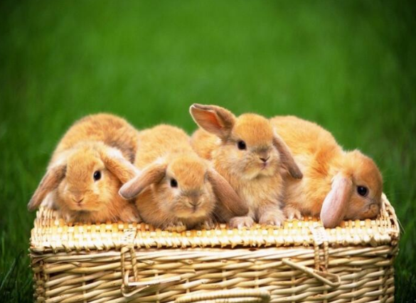 英国一农妇生下9只兔子,2个医生为她证明,最后还惊动了国王