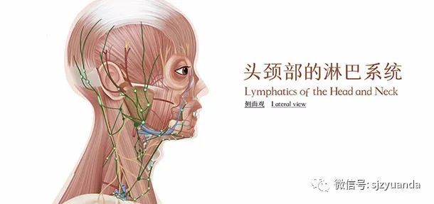 淋巴按摩,可以排毒?排毒是假,骗人是真_腾讯新闻