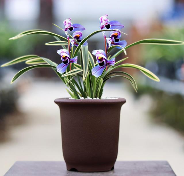 此兰花神秘却不失高雅香味扑鼻叶带金边是老花匠最爱