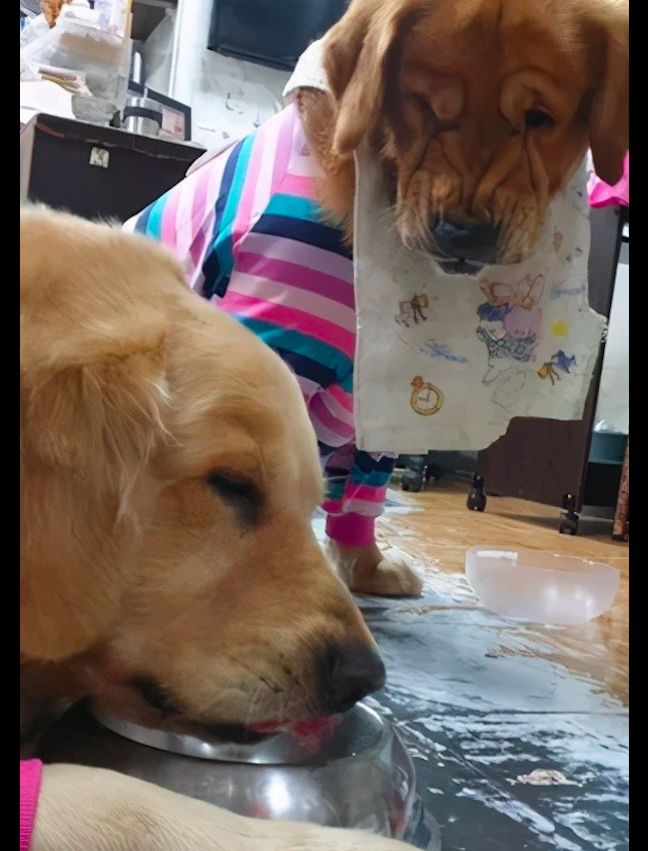 看金毛的表情,实在是很生气了,而另一只金毛却还在淡定的舔盘子呢!