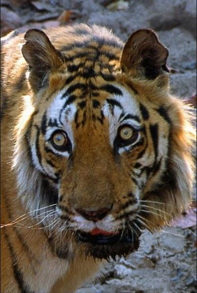 世界上最出名的一头老虎统治领地十年之久最终死于外孙之手