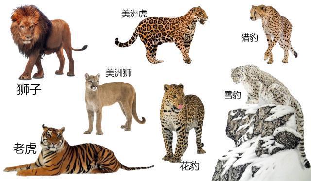 这个世界上有38种猫科动物,从小到1.