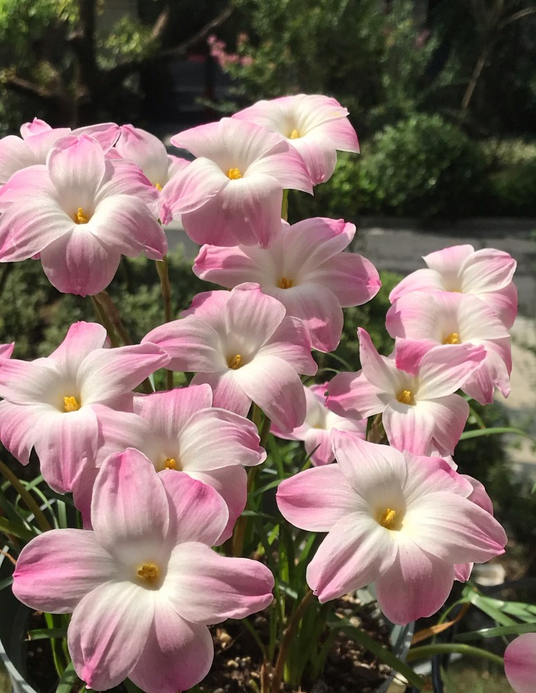 球根植物界的仙女胖丽丽花朵又仙又美每年开很多次花