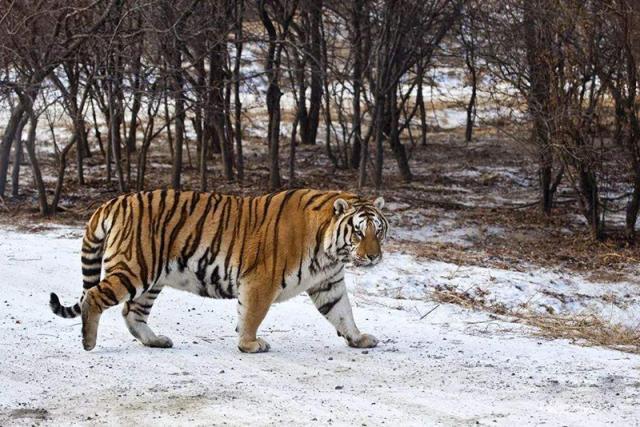 在95以上野生虎群消失了的大环境下我国东北虎豹种群在扩大