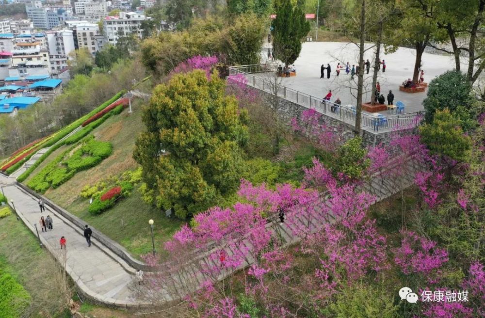 近日,湖北省襄阳市保康县紫薇林盛开的垂丝紫荆花灿若云霞,吸引市民