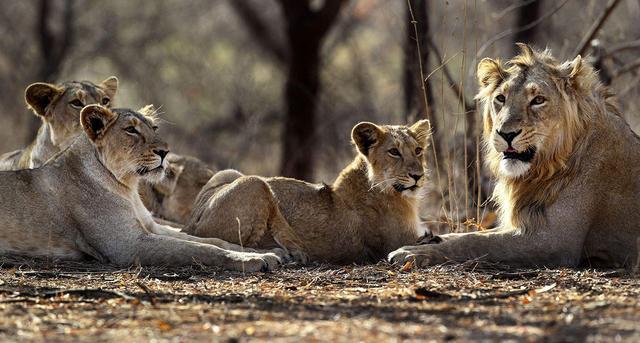 亚洲狮子现状:种群数量增长的背后,却难见当年繁荣|灭绝|亚洲狮|狮子|