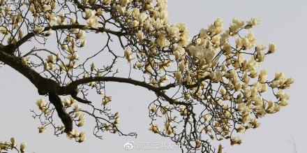 860岁玉兰花王繁花如雪美煞人