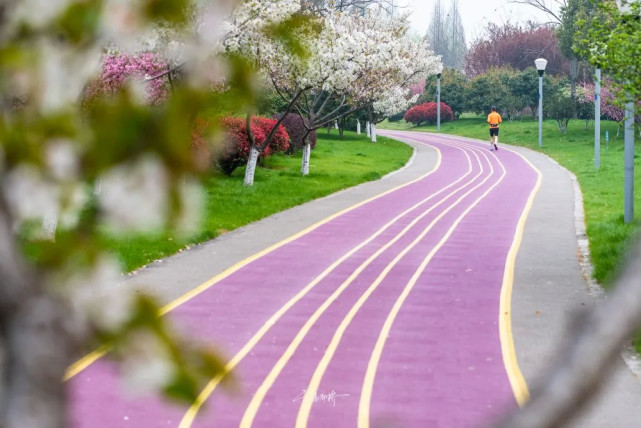 无锡这条绝美樱花步道知道的人还不多