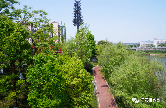 你闻到了吗 江安城中散发出阵阵清香 居然是ta 腾讯新闻