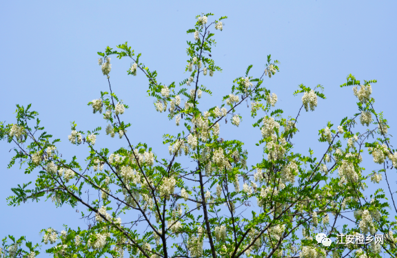 你闻到了吗 江安城中散发出阵阵清香 居然是ta 腾讯新闻