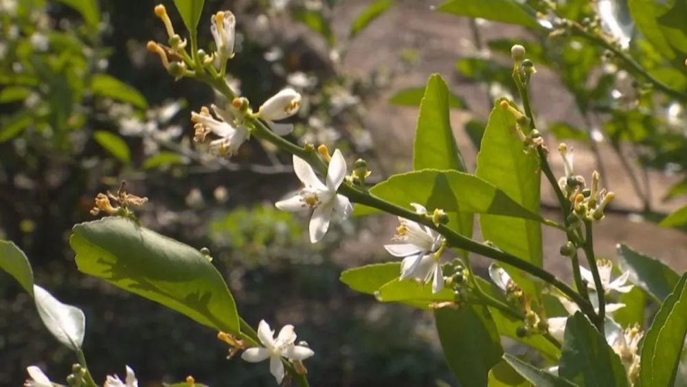 柑橘花开 山间飘香 腾讯新闻