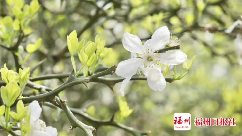 哇 福州闽侯 下雪 了 快围观 腾讯新闻