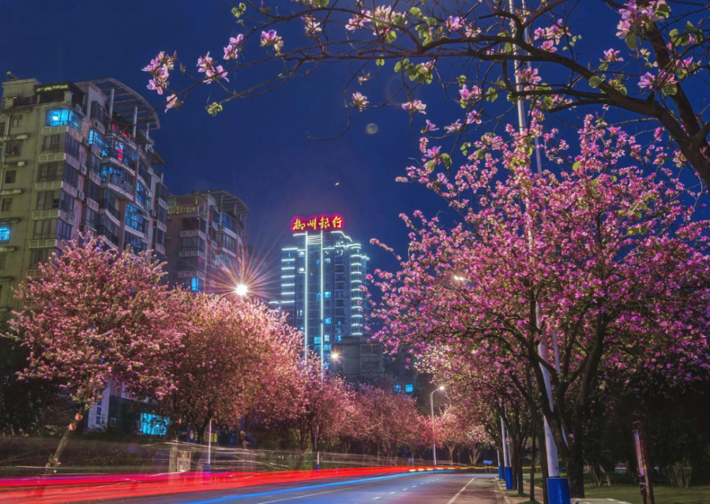 大奖公布柳州紫荆花到底有多美答案就在这些照片里