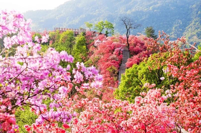 【安徽·岳西】天峡第四届杜鹃花旅游文化节开幕!