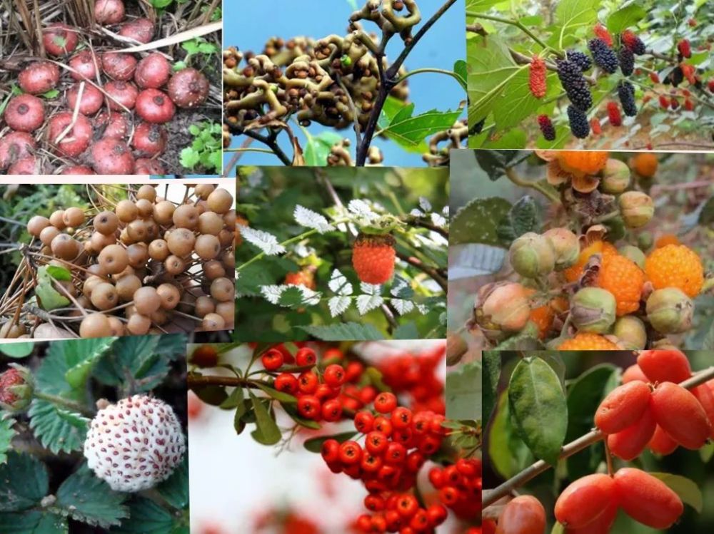 云南四时餐桌丨野果荟萃