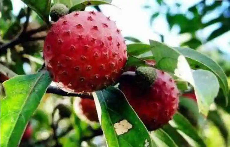 云南四时餐桌丨野果荟萃