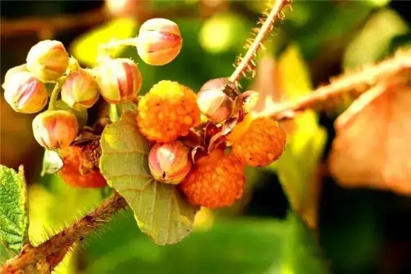 黄萢鸡嗉子羊奶果桑葚我们一起来"品"一下今天又吃过几种呢你认识几种