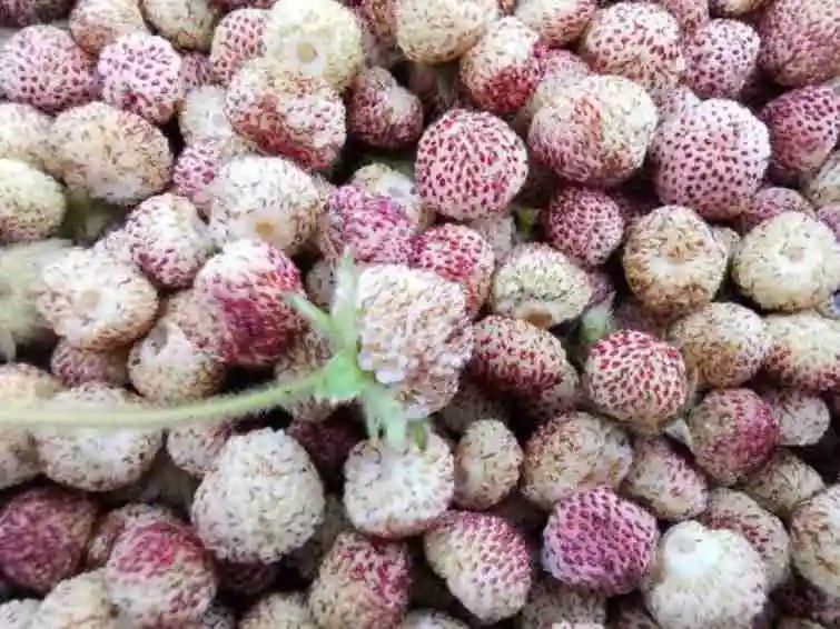 白萢黄萢鸡嗉子羊奶果桑葚我们一起来"品"一下今天又吃过几种呢你认识