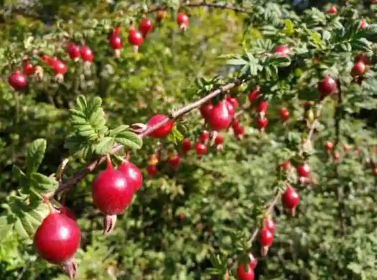 云南四时餐桌丨野果荟萃