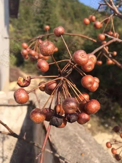 糖梨果地板藤果(也叫地枇杷)鼻涕果栽秧果黑萢白萢黃萢雞嗉子羊奶果