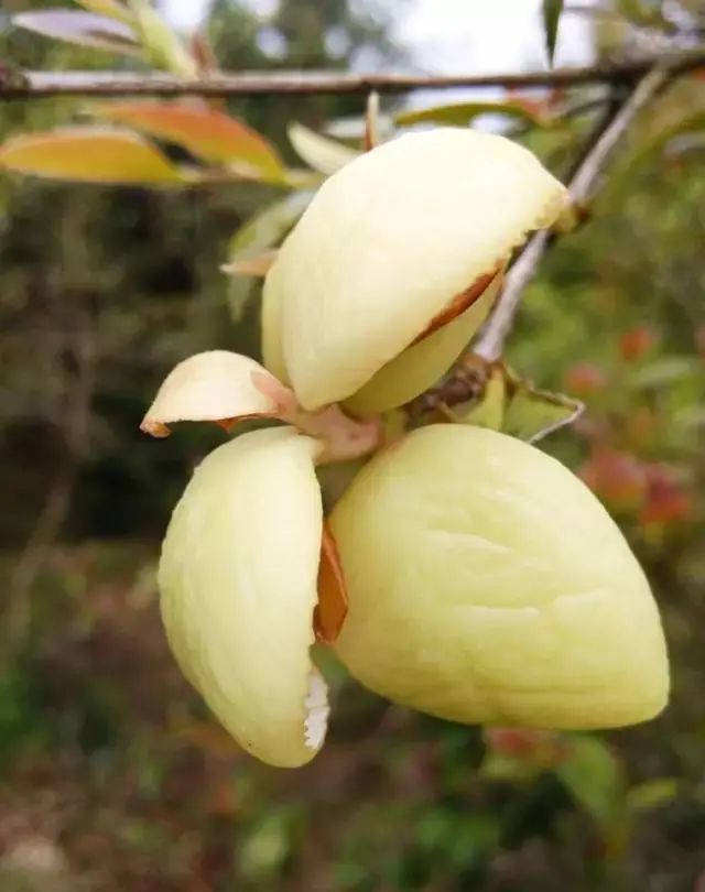 云南四时餐桌丨野果荟萃
