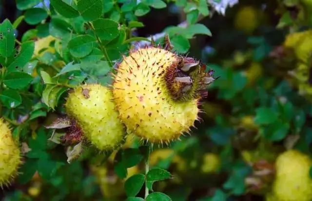 鸡嗉子羊奶果桑葚我们一起来"品"一下今天又吃过几种呢你认识几种最不