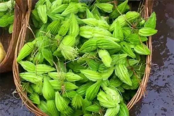 鸡嗉子羊奶果桑葚我们一起来"品"一下今天又吃过几种呢你认识几种最不