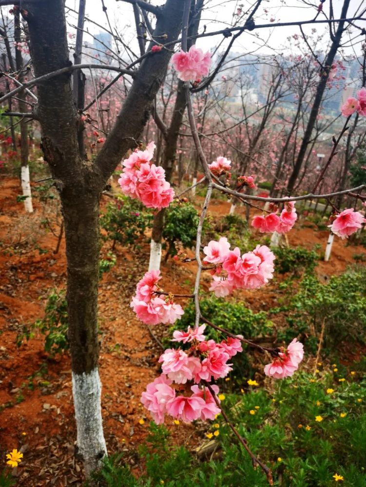 走保山隆阳东山看樱花去