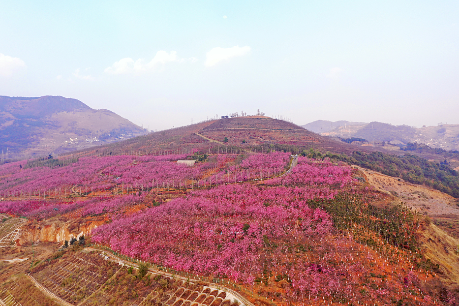 走保山隆阳东山看樱花去