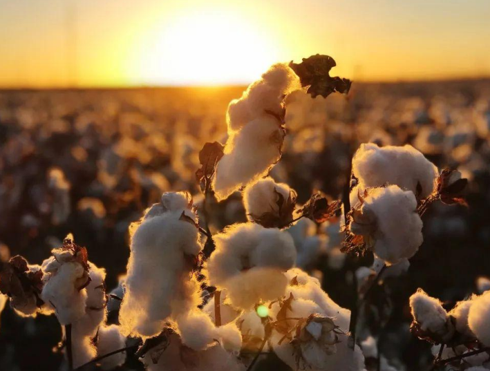 取名"血棉行动",乌合麒麟又出新画作,网友:内容细节太绝了