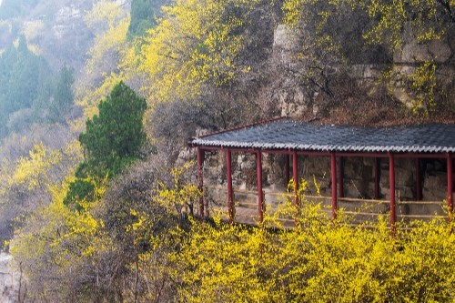 濟南佛慧山迎來最美賞花季,桃花連翹爭奇鬥豔,快來爬山賞花吧