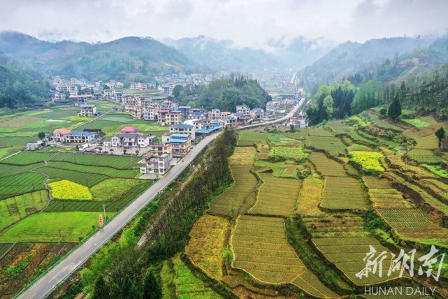 3月27日,龙山县石牌镇上母村千亩百合示范基地,百合长势正旺.