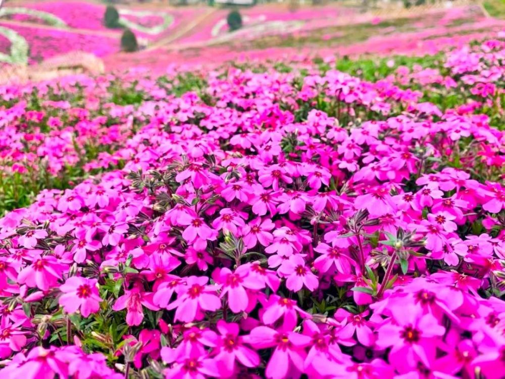清明時節好踏青天王花海賞芝櫻 資訊咖