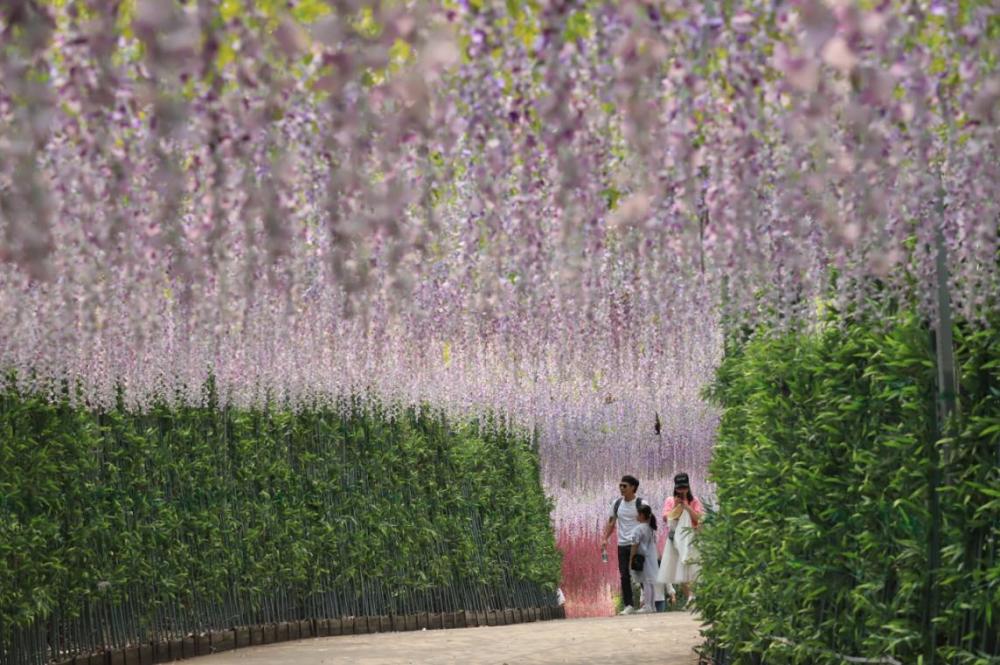 花朝节 不负花时不负春 带上家人来观音山上踏青赏花 赴一场亲子之旅 腾讯新闻