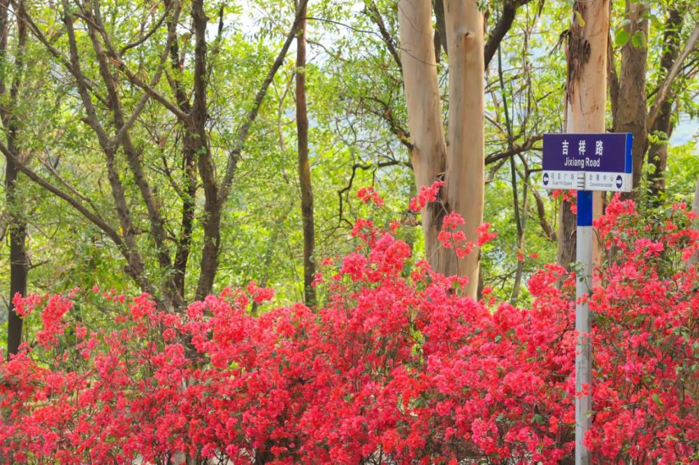 花朝节 不负花时不负春 带上家人来观音山上踏青赏花 赴一场亲子之旅 腾讯新闻