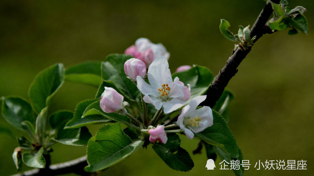 3月28日爱情运势 蔷薇寄情 痴心依旧的四大星座 腾讯新闻