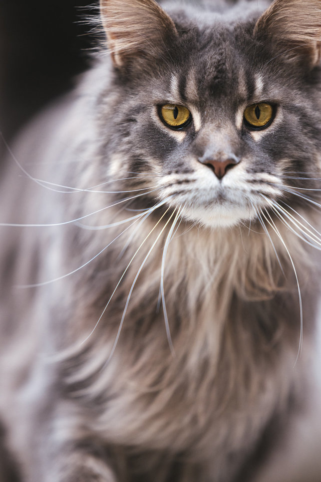 高冷帅猫太爱了