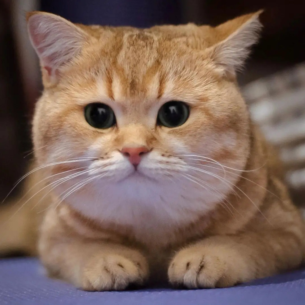 网红猫金渐层你知道吗唯一的缺点就是贵