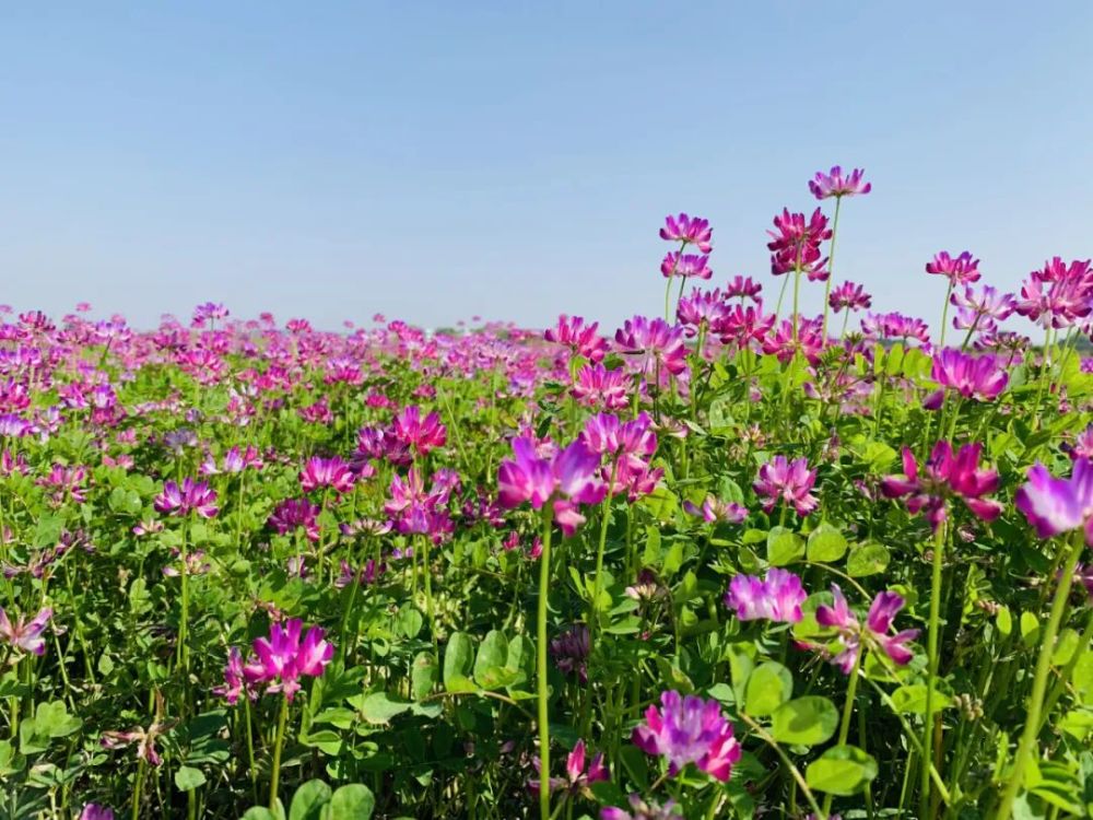 新余这个地方千亩紫云英花海绽放啦!
