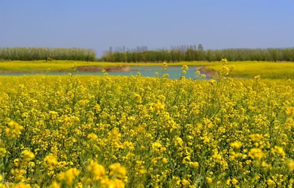 封丘黄河油菜花门票十里春风在本该草长莺飞百花烂漫的春天
