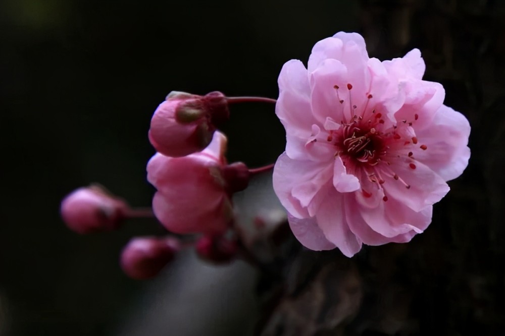 《覺醒年代》陳延年陳喬年烈士 謝勳烈 灼灼桃花百載妍,龍華一笑夢