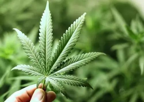 大麻化妆品渡劫中国 腾讯新闻