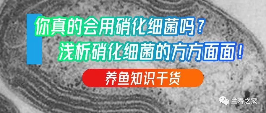 硝化细菌,指的并不是一种细菌,而是一类好氧类细菌,包括了亚硝酸菌和