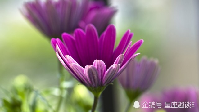 3月28日 4月1日星座运势 巨蟹全力以赴 天蝎充满斗志 水瓶齐心协力 腾讯网