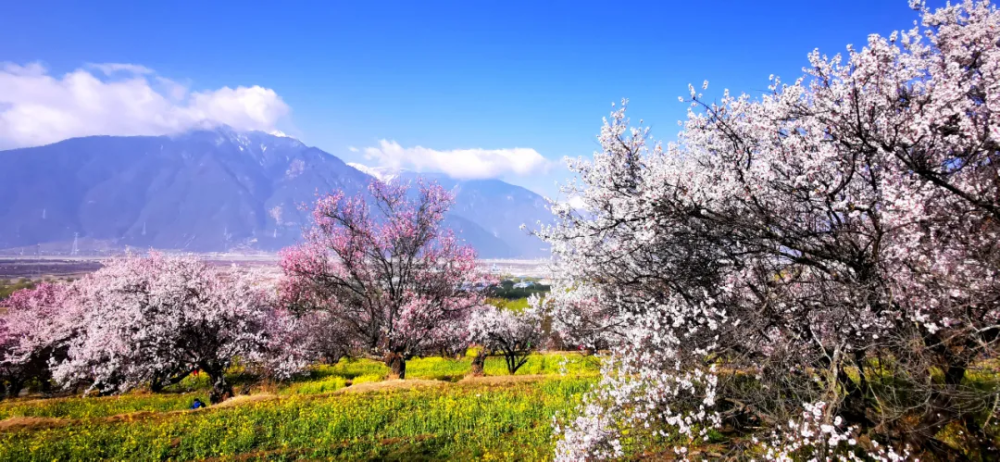 美林芝桃花高清大图来啦