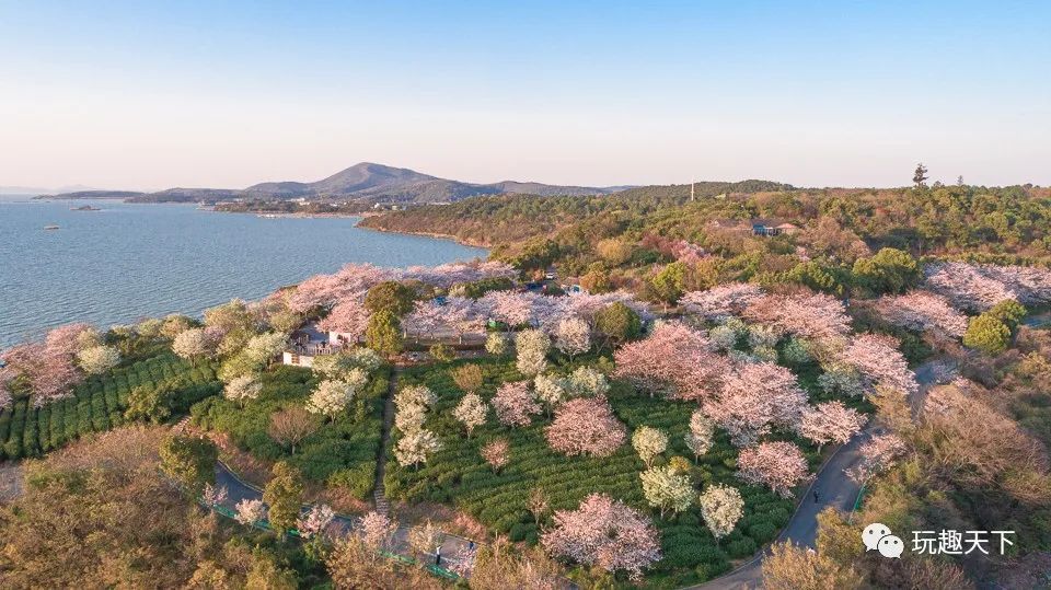 这里有专门的机动车,徒步和骑行道路……笠渚红沙湾生态园因其春茶和