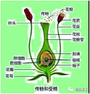 果树授粉并不等于一定能坐住果